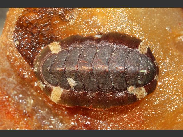 Callochiton septemvalvis Smooth Agate mail shell Chiton Images